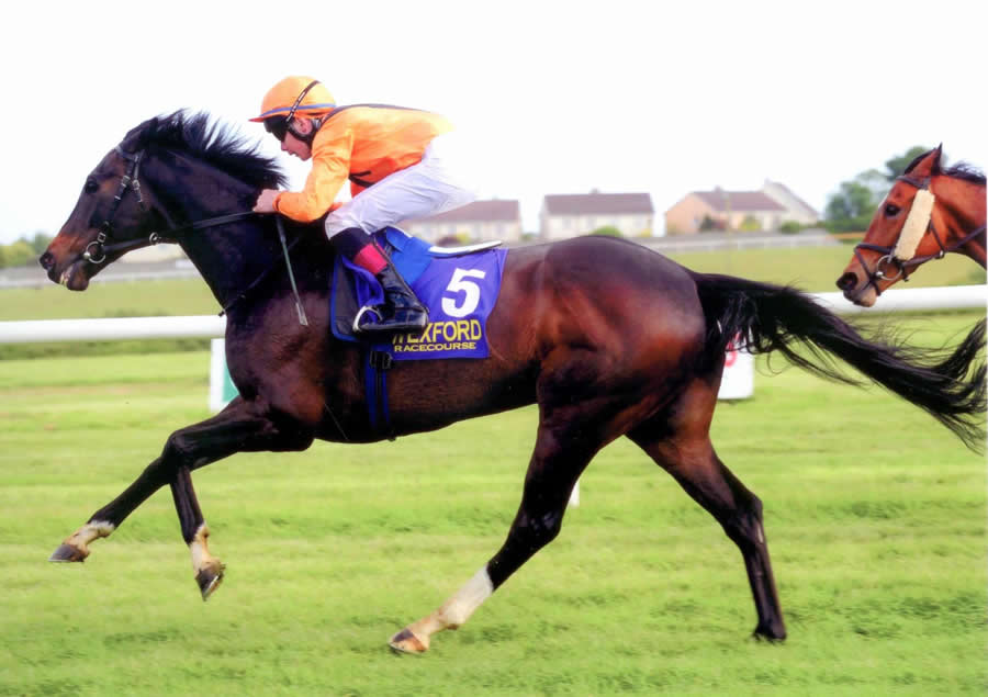 Solent Ridge Wexford 20th May